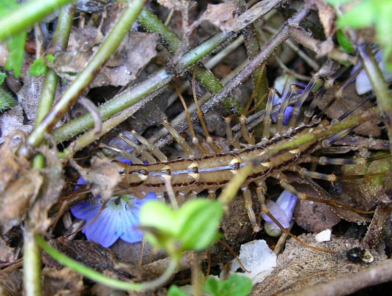 Scutigera coleoptrata